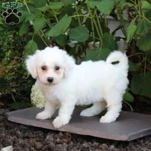 Misty, Bichon Frise Puppy